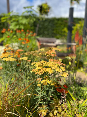 Prairie planting