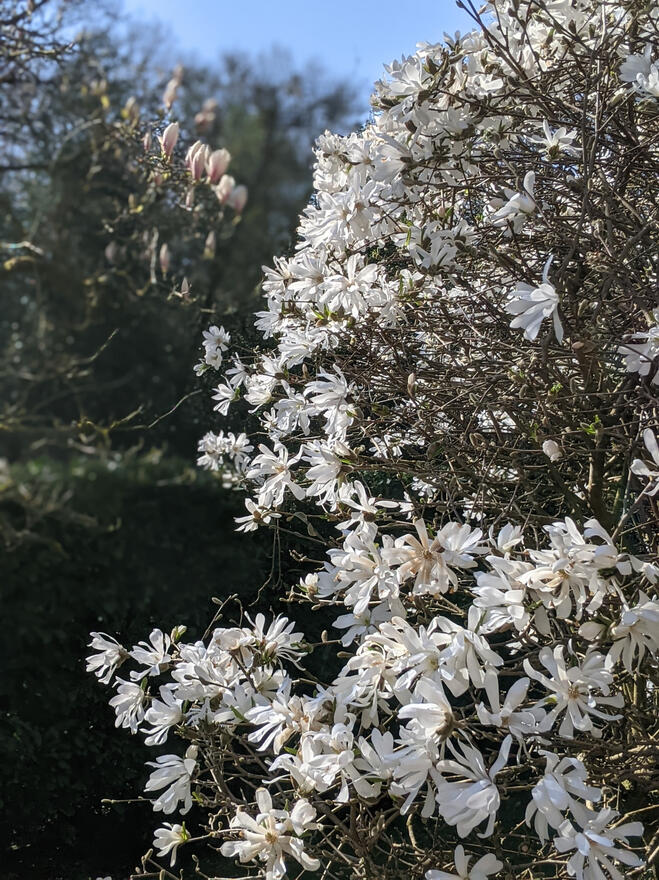 Magnolia stellata